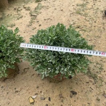 观花植物芙蓉菊大杯、230盆，基地有量，欢迎订购。