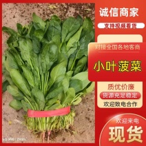 河北邯郸小叶高杆菠菜大量上市产地发货一手货源量大从优货源