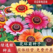 花环菊种子多年生混色三色菊花庭院盆栽花卉种籽四季易活花籽