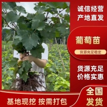 葡萄苗阳光玫瑰蓝宝石品种齐全带土发货死苗补