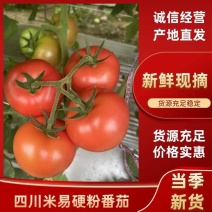 【精品硬粉西红柿】四川米易硬粉番茄一手货源产地直发