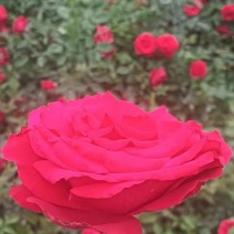 营养杯月季50~60厘米以上杯子13/15厘米
