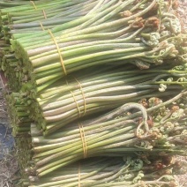 野生蕨菜