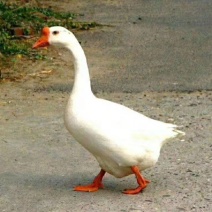 大鹅
