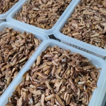批发商用手工蟹腿肉活蟹现拆兴化红膏大闸蟹