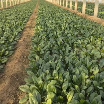 精品【大叶菠菜】万亩精品大棚菠菜直发欢迎采购