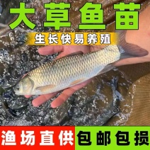 草鱼苗大草鱼苗生长快容易养殖渔场直供全国发货