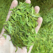 松阳乌牛早龙井