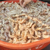 东海熟冻皮皮虾