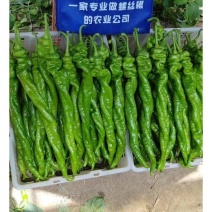 辣椒苗全螺螺丝椒线椒黄皮尖椒红黄彩椒朝天椒