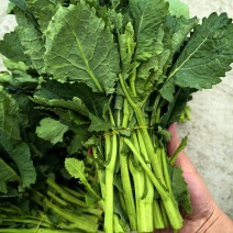 板蓝根菜苔高海拔种植新鲜采摘看货论价