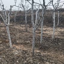 核桃树嫁接占地专用核桃树