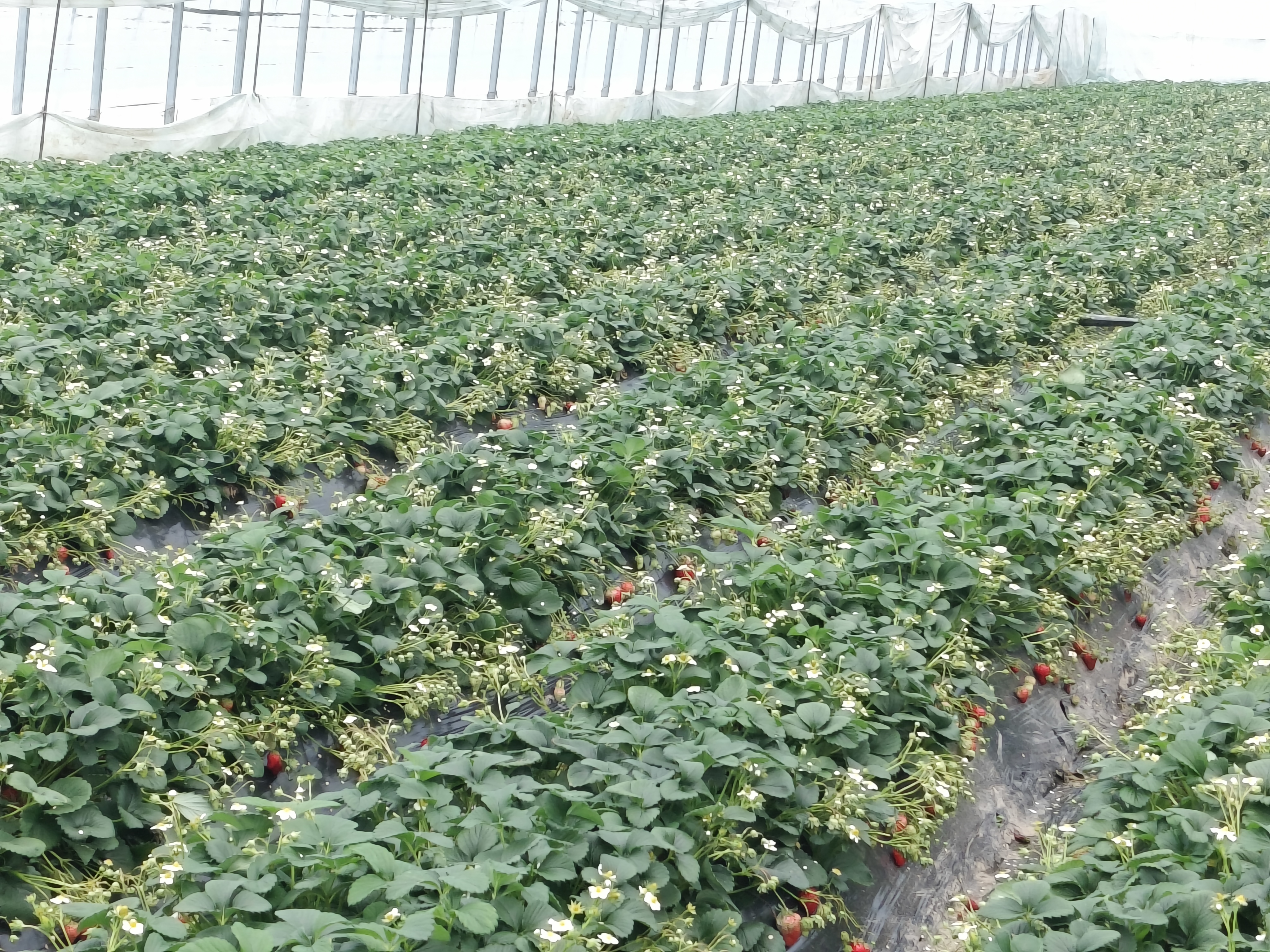 河北红颜草莓种植基地航拍图