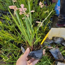 垂筒花高度15到25厘米种植基地自产自销