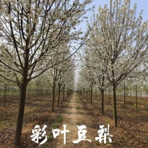 产地批发彩叶豆梨，彩叶豆梨规格齐全，彩叶豆梨质优价廉