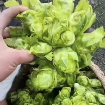 儿菜儿