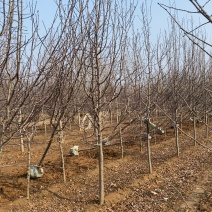 8公分彩叶豆梨清地处理，10公分彩叶豆梨，大量现货处理
