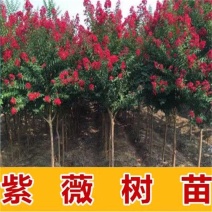 美国红火箭紫薇庭院绿化彩色苗木大花红花