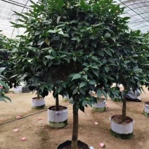 高杆香妃茶花基地直发