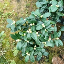 香妃茶花福建基地直发规格齐全价格优惠