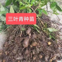 四川三叶青苗苗圃直发提供技术指导欢迎致电咨询