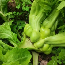 广元大头榨菜