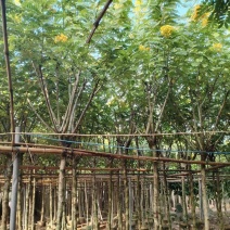 出售黄槐3-8公分袋苗现货大量基地直销