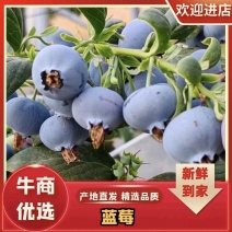 [牛]蓝莓