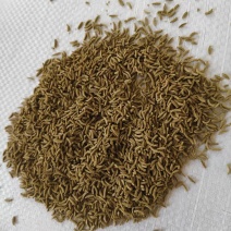 孜然粉孜然饼孜然碎25公斤/袋