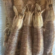 皮皮虾
