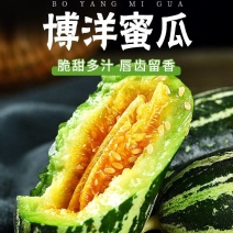 山东单县博洋九号甜瓜大量上市中，博洋9博洋61，口感脆甜