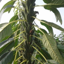 霸王鞭白芝麻种子单秆型芝麻种子长势强茎秆粗壮抗倒伏产