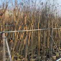 细叶紫薇，小叶紫薇3-15分袋苗，移植苗