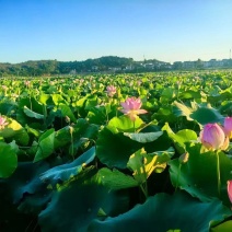 36号太空莲种、子莲种广昌莲种、水果莲种、观赏莲种