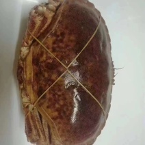 面包蟹
