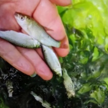 丁桂鱼苗