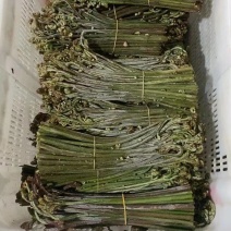 蕨菜