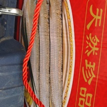 刀鱼