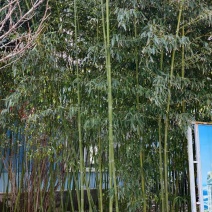 竹竿