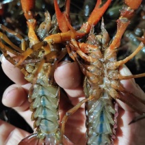 湖北潜江小龙虾精细化养殖品质保证产地直发