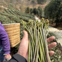 贵州野生蕨菜