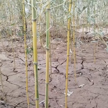 金镶玉竹河北保定万亩基地大规模种植一件代发