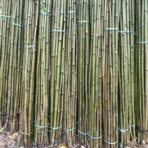 【热卖】竹子黄金竹基地直销量大质优价格优惠规格齐全