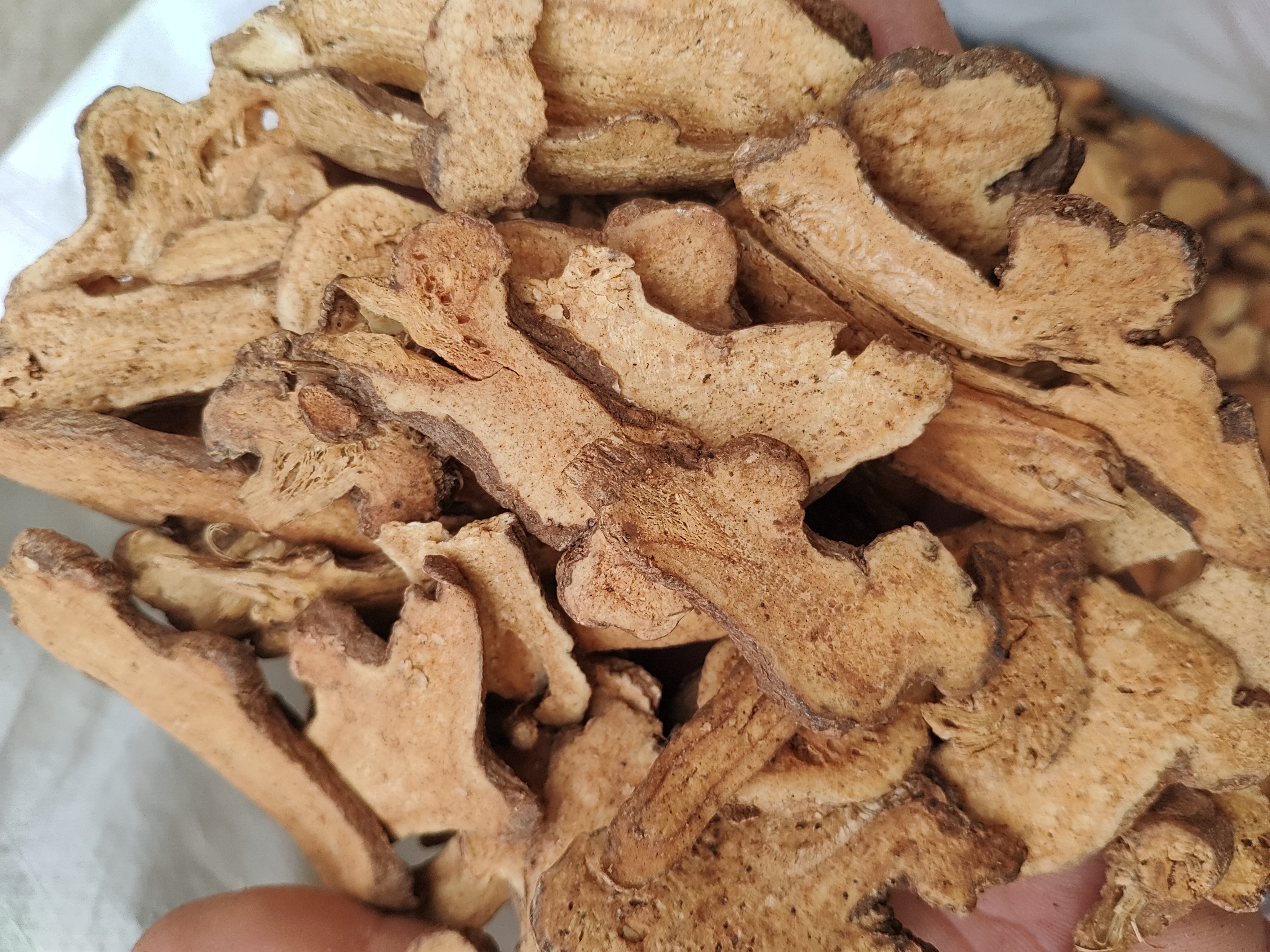 白术片药材特写：淡黄棕色饮片，表面可见明显棕黄色点状油室，断面角质样，具菊花心纹理