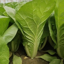 四季奶油快菜种子蔬菜杂交四季速生小白菜种籽耐热抗病无毛蔬