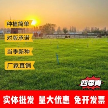 高档四季青籽免修剪耐践踏绿化庭院草坪草籽矮生草皮种子四季