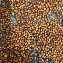 黑龙江精品高粱大量供货品质上乘欢迎来电洽谈价格更优
