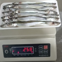 多春鱼