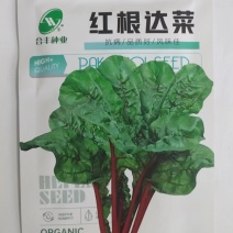 红根达菜种子-耐热耐寒抗病连续采收