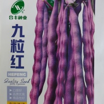 九粒红芸豆种子-产量高富含花青素口感好品质优良